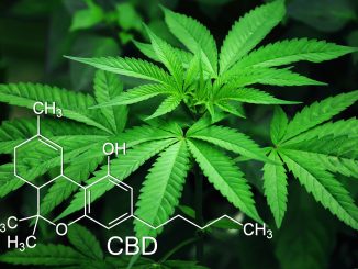 CBD Erfahrungen