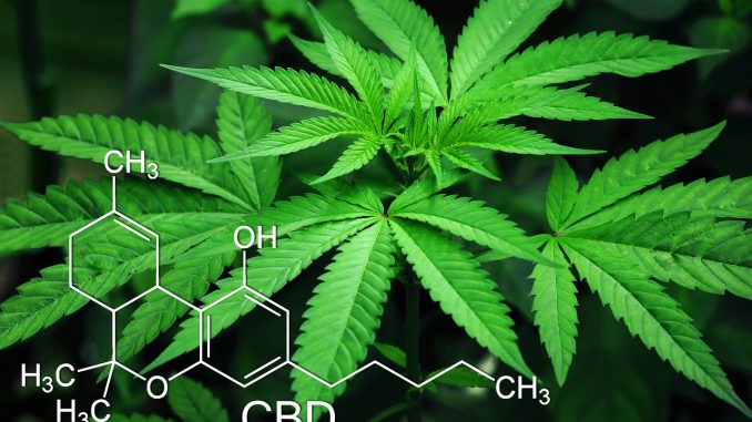 marijuana-3678222_1280 CBD Erfahrungen