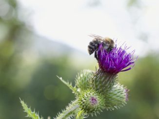 Wirkung und Anwendung der MAriendistel