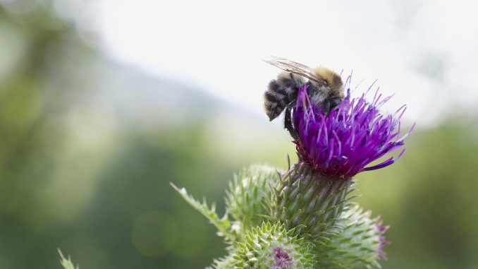 hummel-3523316_1280 Wirkung und Anwendung der MAriendistel