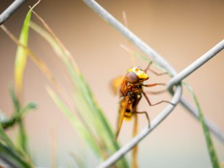 Insekten Abwehr