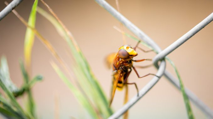 max-kleinen-EBk4s9F6yr4-unsplash Insekten Abwehr