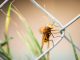 Insekten Abwehr