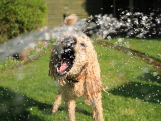 Hundedusche im Einsatz