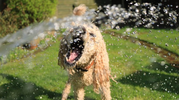 pexels-jack-geoghegan-1044056 Hundedusche im Einsatz