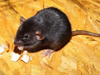 Ratten verjagen
