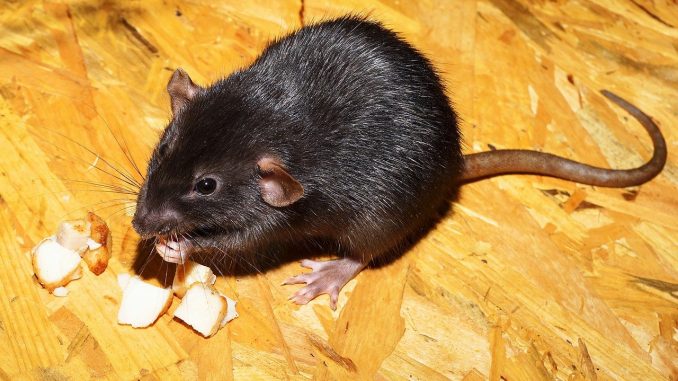 rat-gbbc8f0415_1280 Ratten verjagen